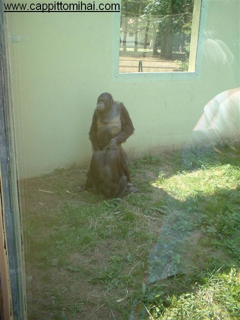 scimpanze blowjob