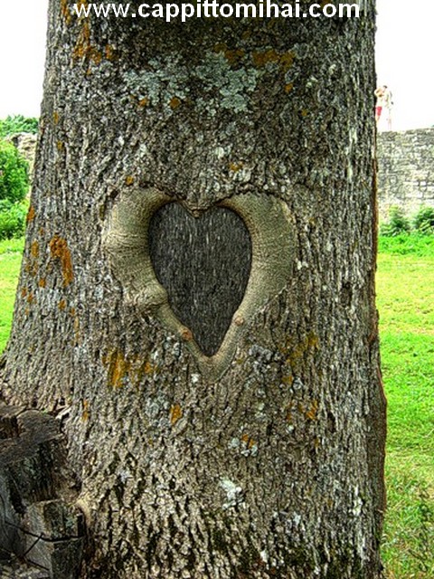 cuore.albero