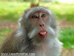 scimmietta-linguaccia